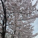 설봉초병설 이미지