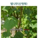 벌나무 산청목 판매 &amp; 자연산 산청목 벌나무 껍질 가격 이미지