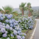 해금강로 이미지