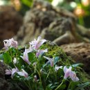 우리꽃식물원 이미지