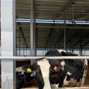 밀키웨이목장 이미지