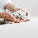 S동물병원 이미지