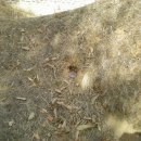 김주신선생묘 이미지