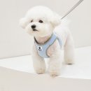 도그아이 | [도그아이] 캐시미어 H형 하네스 내돈내산 솔직후기
