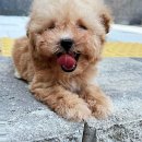 퍼피커뮤니케이션 | 부산강아지분양에서 만나는 포메라니안 선택 가이드