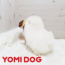 화이트포메라니안 이미지