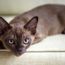 멋진 고양이 이미지