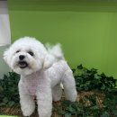 비주앙쥬 이미지