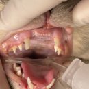 강동큰숲동물병원 이미지