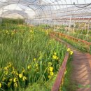 창포농장 이미지