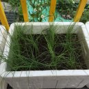 여주-0630 Daum카페