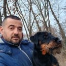 저먼 헌팅 테리어 이미지