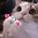 청주YMCA | W06_청주 반조애 웨딩반지 계약 후기