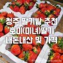 청주 딸기밭 추천 &#39;호미(미녀)딸기&#39; 내돈내산 후기 및 가격