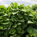 여주-0417 이미지