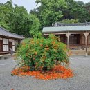 정담육가 | 솔 · 바다 · 커피, 향기 그윽한 강릉: 선교장에서 경포호 가는 길