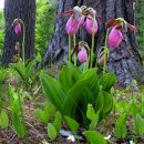 복주머니난 (숙녀의 슬리퍼 : Showy Lady's Slipper) 이미지