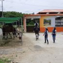 홀스킹덤 팜스테이 이미지