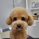 Cozy Doggie (코지도기) | 유치원, 미용, 호텔 한 곳에서! 믿고 맡길 수 있는 &#39;코지도기&#39;