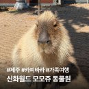 피그월드 동물병원 | 제주 모모쥬 동물원 카피바라 먹이체험 후기 | 입장료·신화월드 할인·네이버 예매 총정리