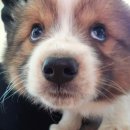 강쥐엄마네 이미지