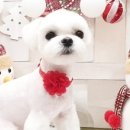 써니애견 미용실 이미지