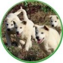 진도여라 | 진도사랑 시「여가 진도여」상장 발송 및 공모전 후기 이벤트