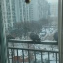 서울시 야생동물 구조관리센터 | 서울시 아픈 비둘기 신고 (Feat.구청 및 전국센터)