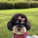 스틸블루 애견샵 | 후쿠오카 카페추천? 아니죠 이번엔 펫샵추천! 텐진 솔라리아 플라자 P2 애견용품샵 후기