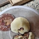 세븐일레븐 약령시장점