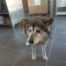 충남켄넬 이미지