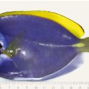 power blue tang Acanthurus leucosternon의 Enteromyxum leei감염 이미지