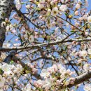 경화역공원 맞은편 횡단보도 | 2025 진해 군항제 축제 일정과 실시간 개화 현황(날짜, 기본 정보)