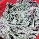 세포농장 이미지