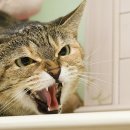 연기동물병원 이미지