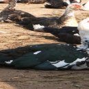 기러기농장 이미지