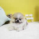 하남강아지 이미지