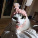 똥꼬냥