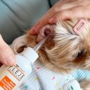 도그미뇽 이미지