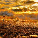 황금물결 이미지