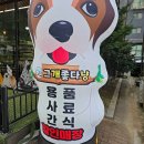 개좋다냥 이미지