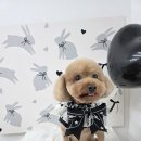 큐티몽 이미지