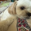 아뮤고나 이미지