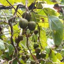 이삼농장 이미지