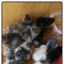 원농장1 이미지