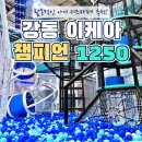 챔피언 - 창원시 성산구 | 강동 챔피언1250 후기｜이케아 고덕 키즈카페 신나는 실내 놀거리