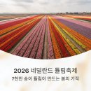 네덜란드풍차농촌체험휴양마을 | 네덜란드 튤립축제 미리 보기, 2026 개화 정보 포함