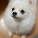 몽실이