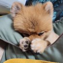 댕댕마실 | 2025 댕댕트레킹 하이원리조트 내 돈 내산 NEW 자작나무 숲 코스 7K 완주 후기