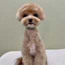 마포애견미용 헬로우버디 홍대점 내돈내산 후기🐶✂️
